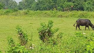 Residential Plot for Sale Near Shivala, Cheap Plot In Patna 500000 Per Kattha-3