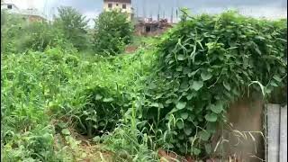 Abhimanyu Nagar Near | Rupashpur Nahar Road | Near Bailey Road 1&1/2 | Kattha 85 Lakh Per Kattha |Plot in Danapur |