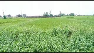 Agricultural Land For sales | Near Patna Buxar Four lane | 7 lakh | 2 Bigha | Bihta