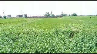 Agricultural Land For sales | Near Patna Buxar Four lane | 7 lakh | 2 Bigha | Bihta-2