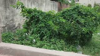 Residential Plot for Sale in Ramnagri More | 300 Meter | from Ashiana Digha Main Road | Patna Bihar |