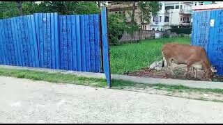 Residential plot for sale near Lead Asian School Bailey Road Patna