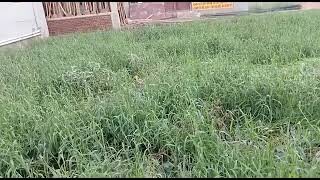 Plot for Sale in Khemnichank Near Golki More Patna Bihar-2