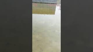 Residential Plot for sale Near Bairiya Bus Stand Patna